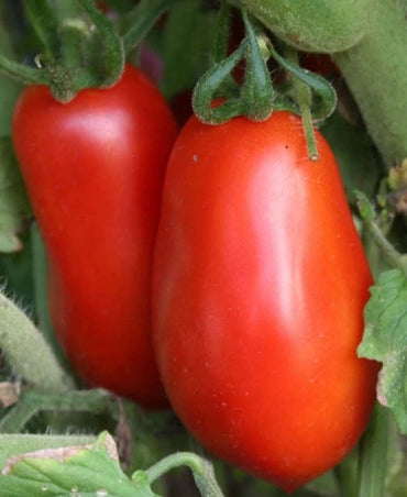 Tomato Roma Organic Vegetable Seeds