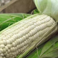 Corn, Maize- Macleay Valley White