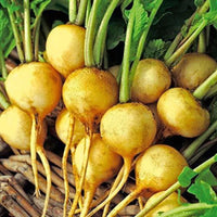 Radish- Golden