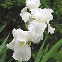 Iris Germanica White Magic Bulbs