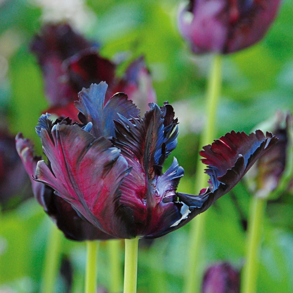 Black Parrot Tulip Seeds