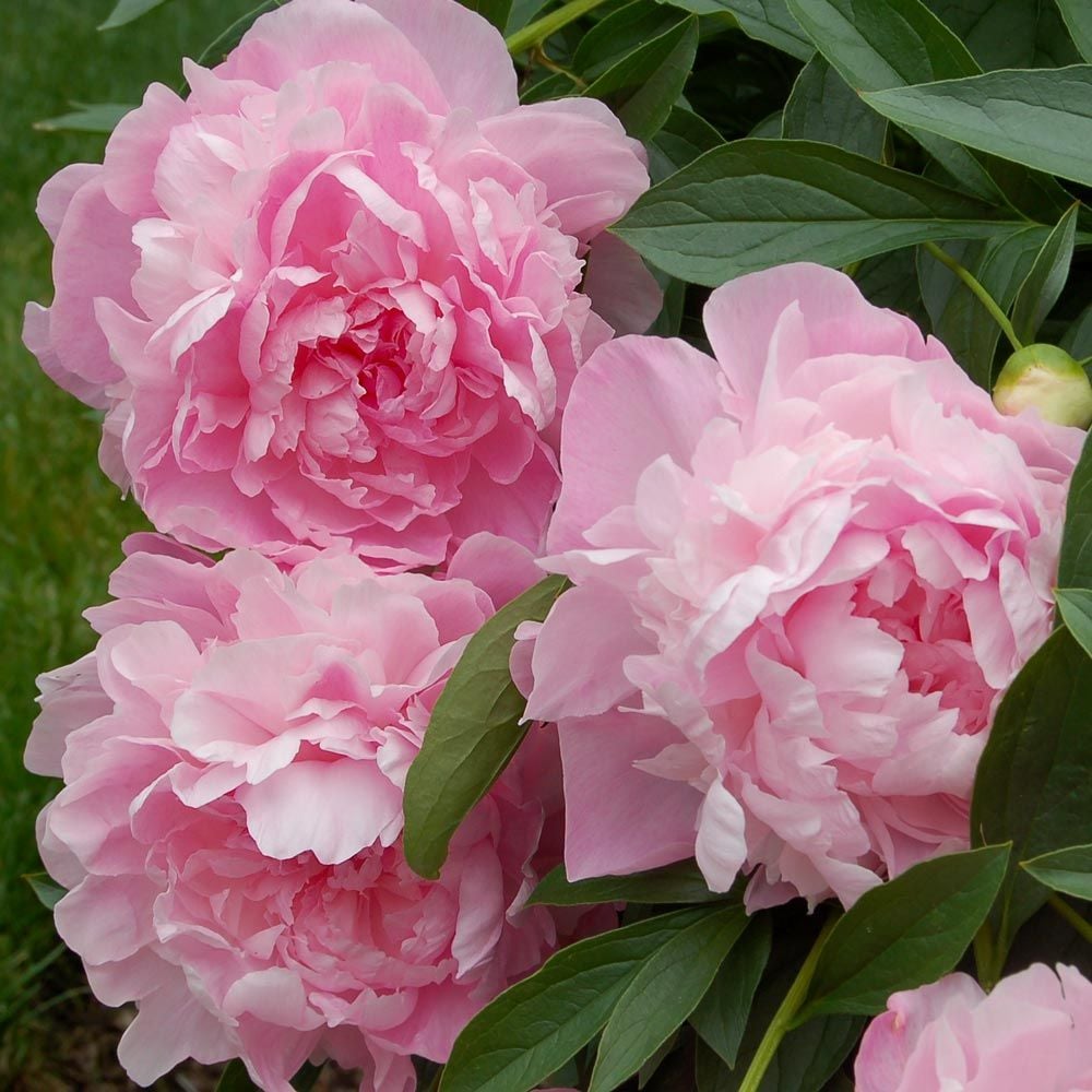 Vivid Rose Peony