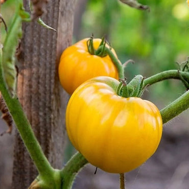 Yellow Brandywine – Organic Tomato Seed