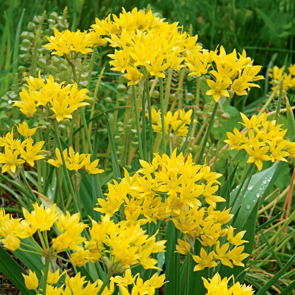 Allium Moly Yellow Bulb