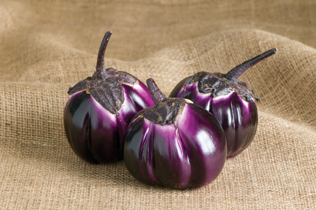 Barbarella – Eggplant Seed