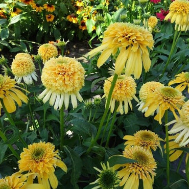 Lemon Drop Coneflower