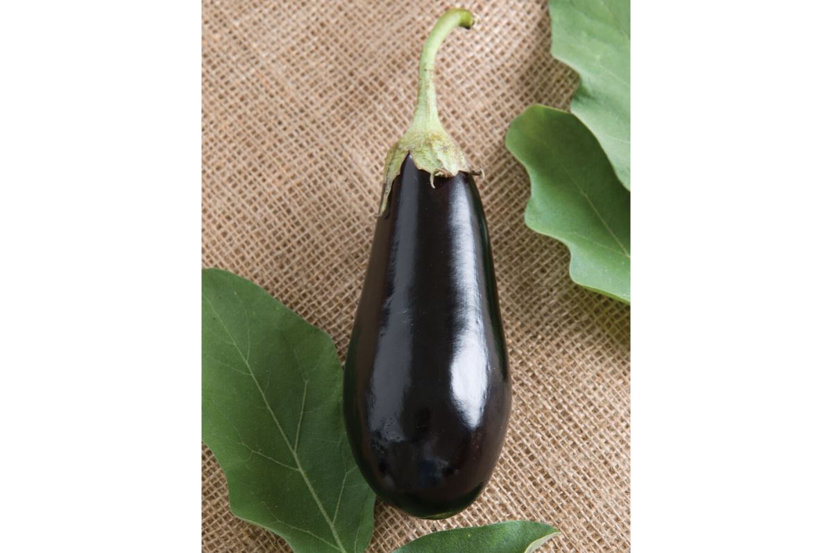 Traviata – Organic Eggplant Seed