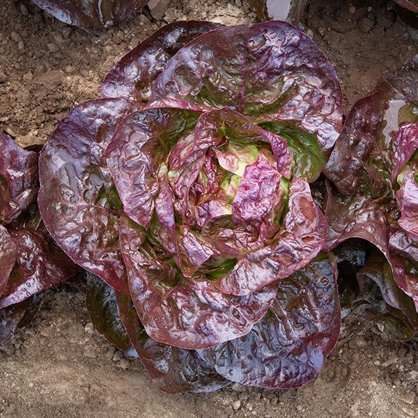 Alkindus – Organic Lettuce Seed