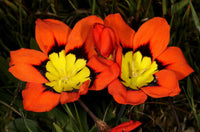 Sparaxis Orange Bulbs