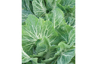 Beira – Kale Seed