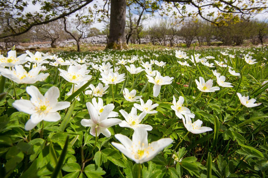 Woodland Anemone