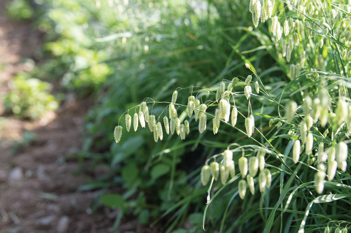 Greater Quaking Grass – Ornamental Grass Seed