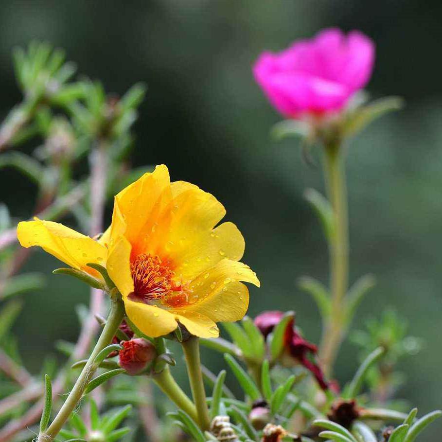 Sun flower Seeds, large flower purslane four seasons plants flow