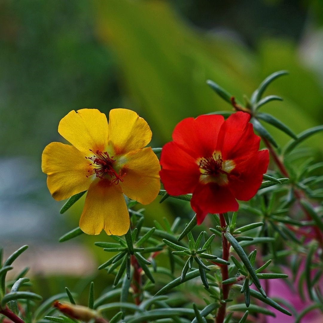 Sun flower Seeds, large flower purslane four seasons plants flow