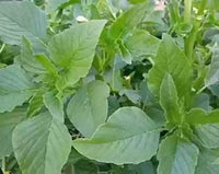 Amaranth- Green Leaf