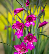 Friendship Magenta Bulb