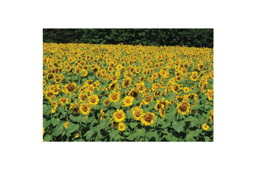 Royal Hybrid-Sunflower Seed