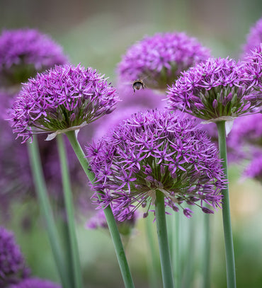 Violet Beauty Allium Seeds