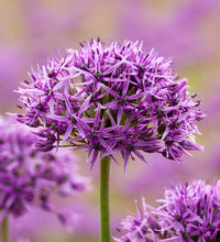 Violet Beauty Allium Seeds