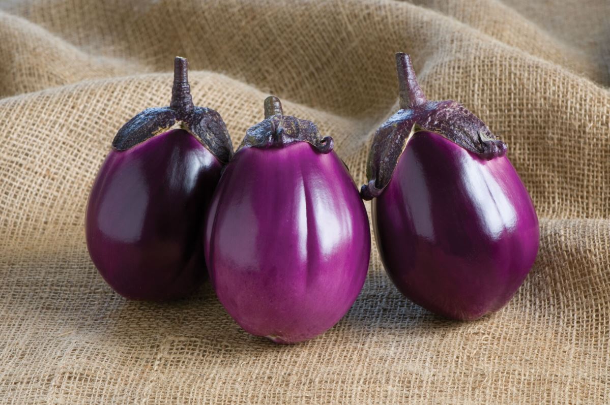 Beatrice – Eggplant Seed