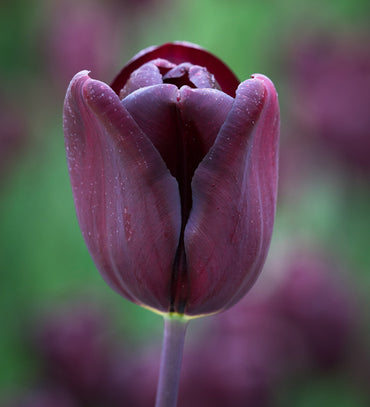 Tulip- Continental