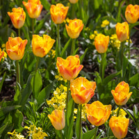 Yellow Dynasty Tulip Seeds