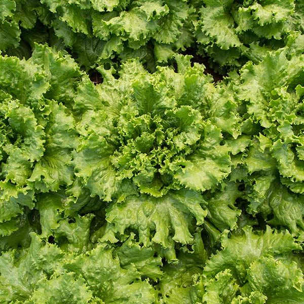 Tropicana – Lettuce Seed