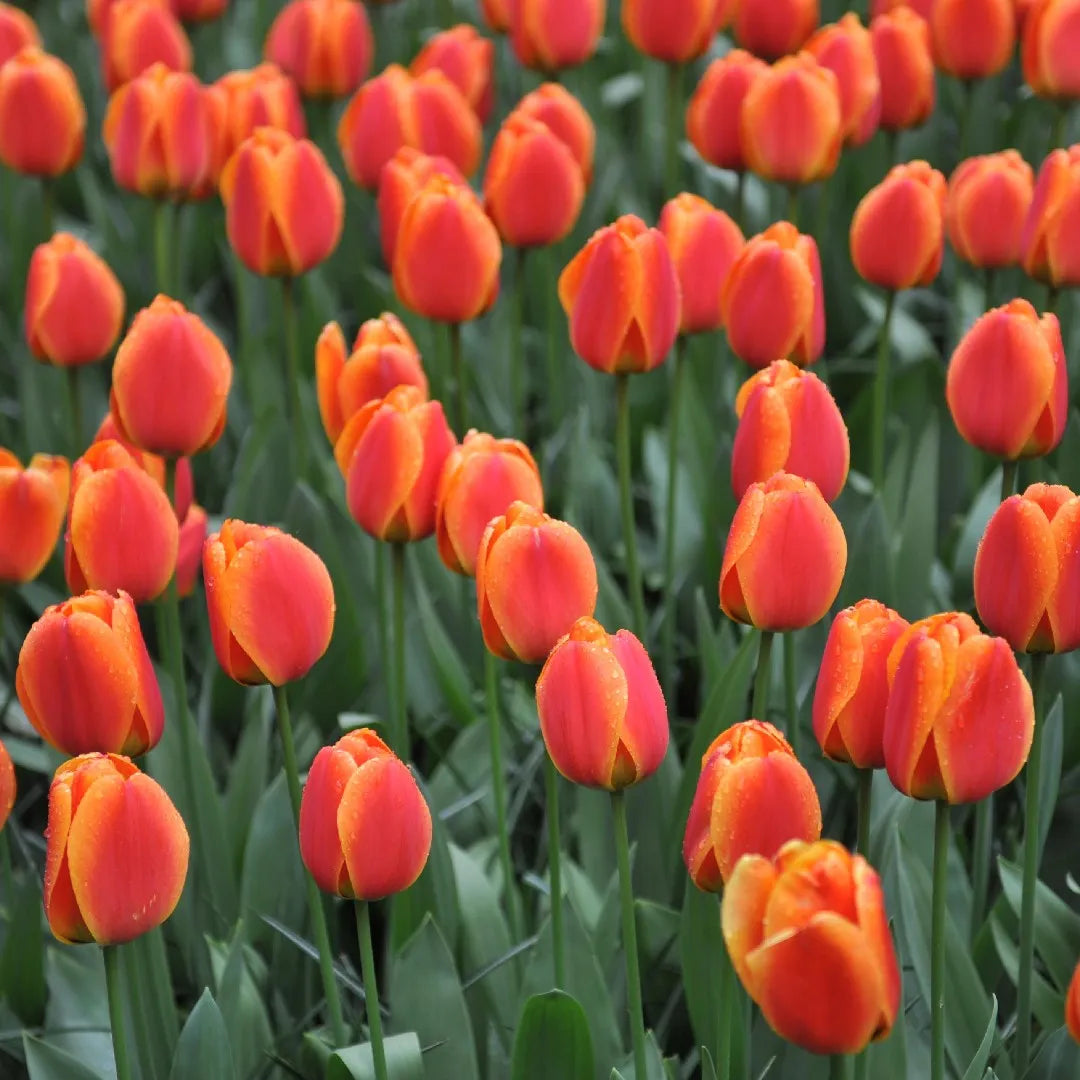 Apeldoorn's Elite Tulip Seeds