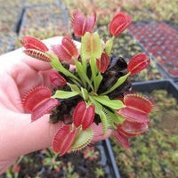 Venus Flytrap Seeds