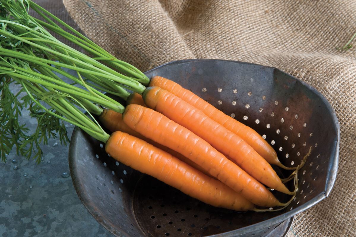 Yaya – Organic Carrot Seed