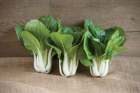 Win-Win Choi – Bok Choy Seeds