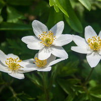 Woodland Anemone