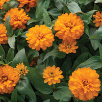 Double Zahara Bright Orange – Zinnia Seed