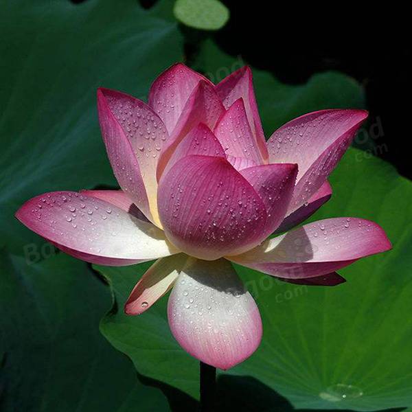 Gardening Lotus Seeds Aquatic Plants Perennial Plant for Home Bo