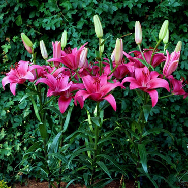 Monado Asiatic Lily Dark Pink Bulbs