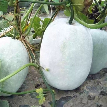 Ash Gourd, Methai Petha, Agri Petha Vegetable Seeds