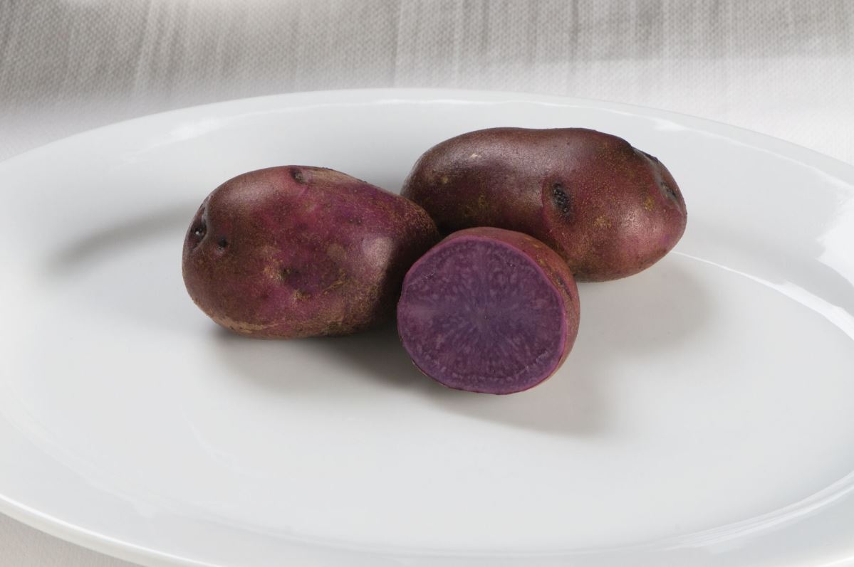 Adirondack Blue – Purple Seed Potatoes