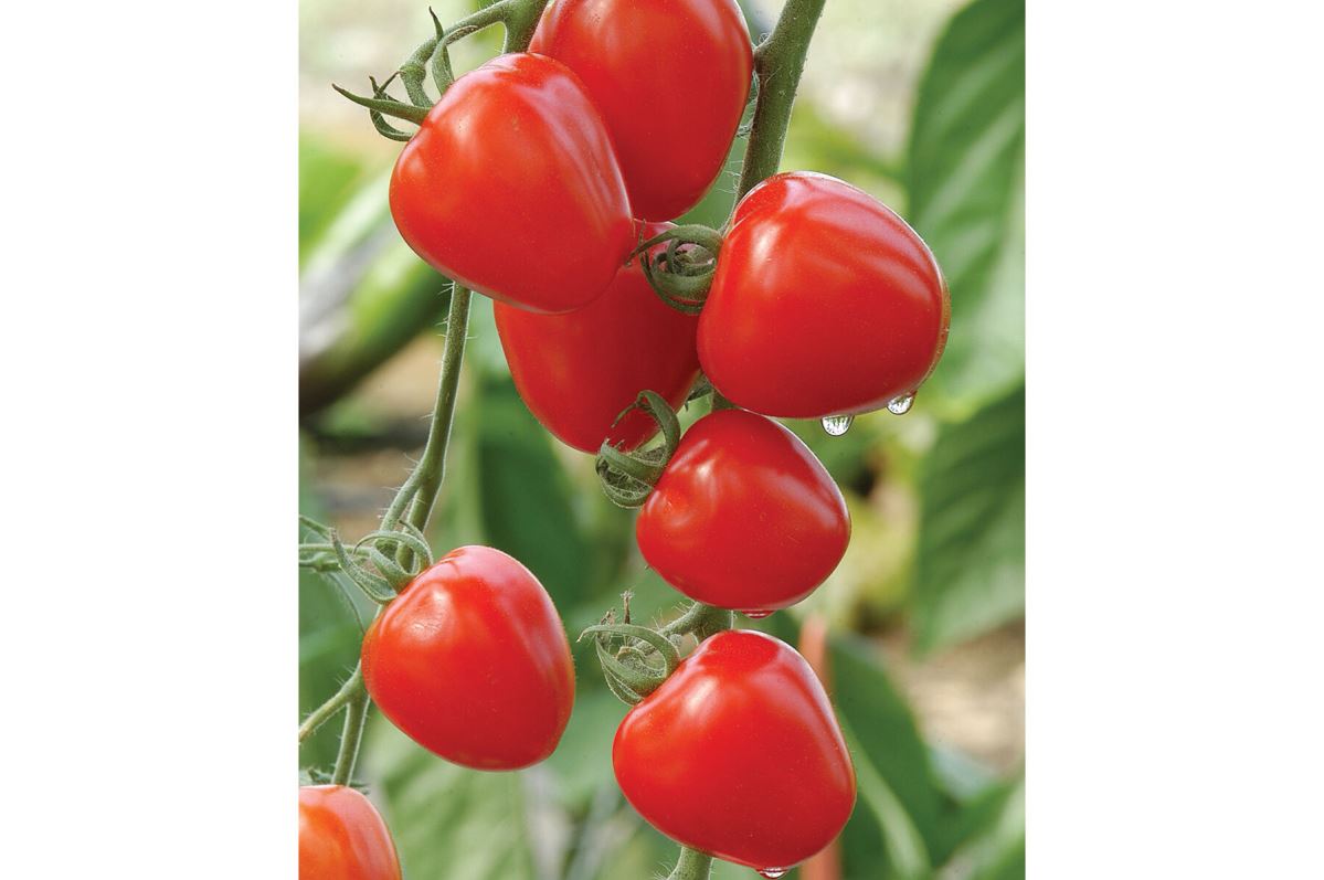 Tomatoberry Garden – Tomato Seed