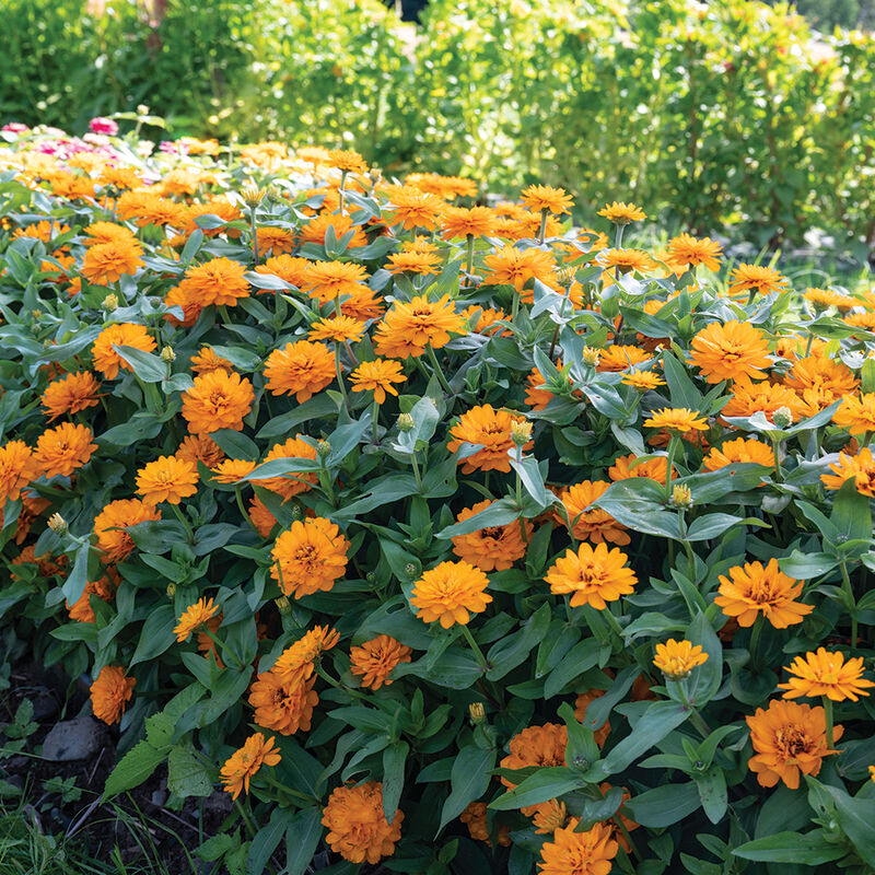 Double Zahara Bright Orange – Zinnia Seed