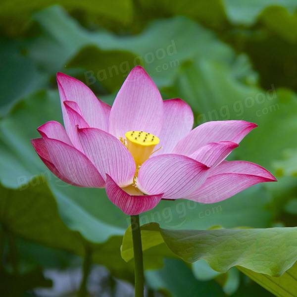 Gardening Lotus Seeds Aquatic Plants Perennial Plant for Home Bo