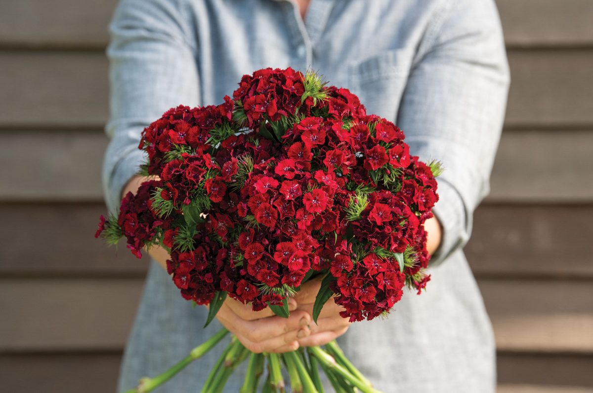 Sweet Red – Pelleted Dianthus Seed