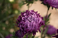 Tower Violet – China Aster Seed