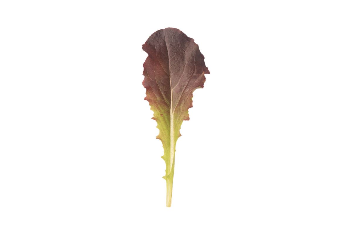 Annapolis – Organic Lettuce Seed