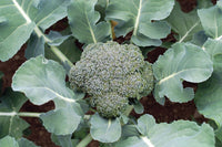 Blue Wind – Broccoli Seed