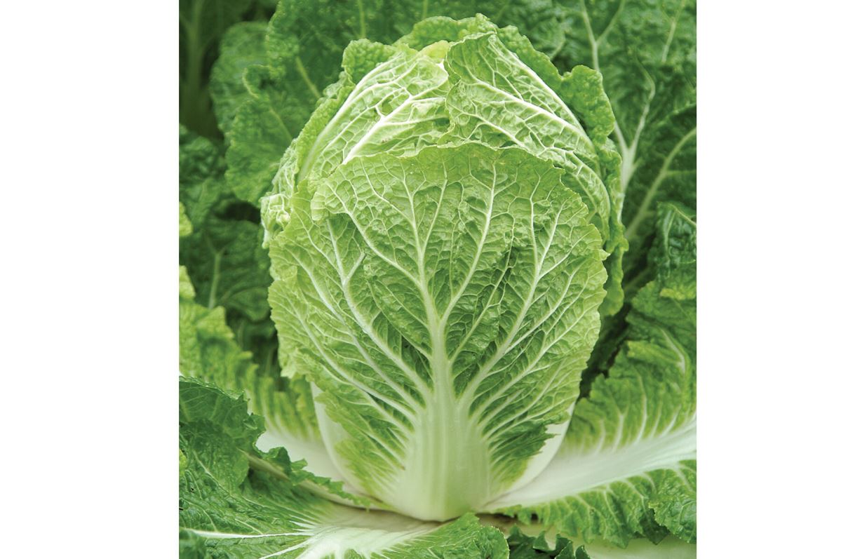 Bilko – Organic Chinese Cabbage Seed