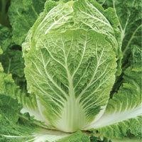 Bilko – Organic Chinese Cabbage Seed