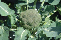 Belstar – Organic Broccoli Seed