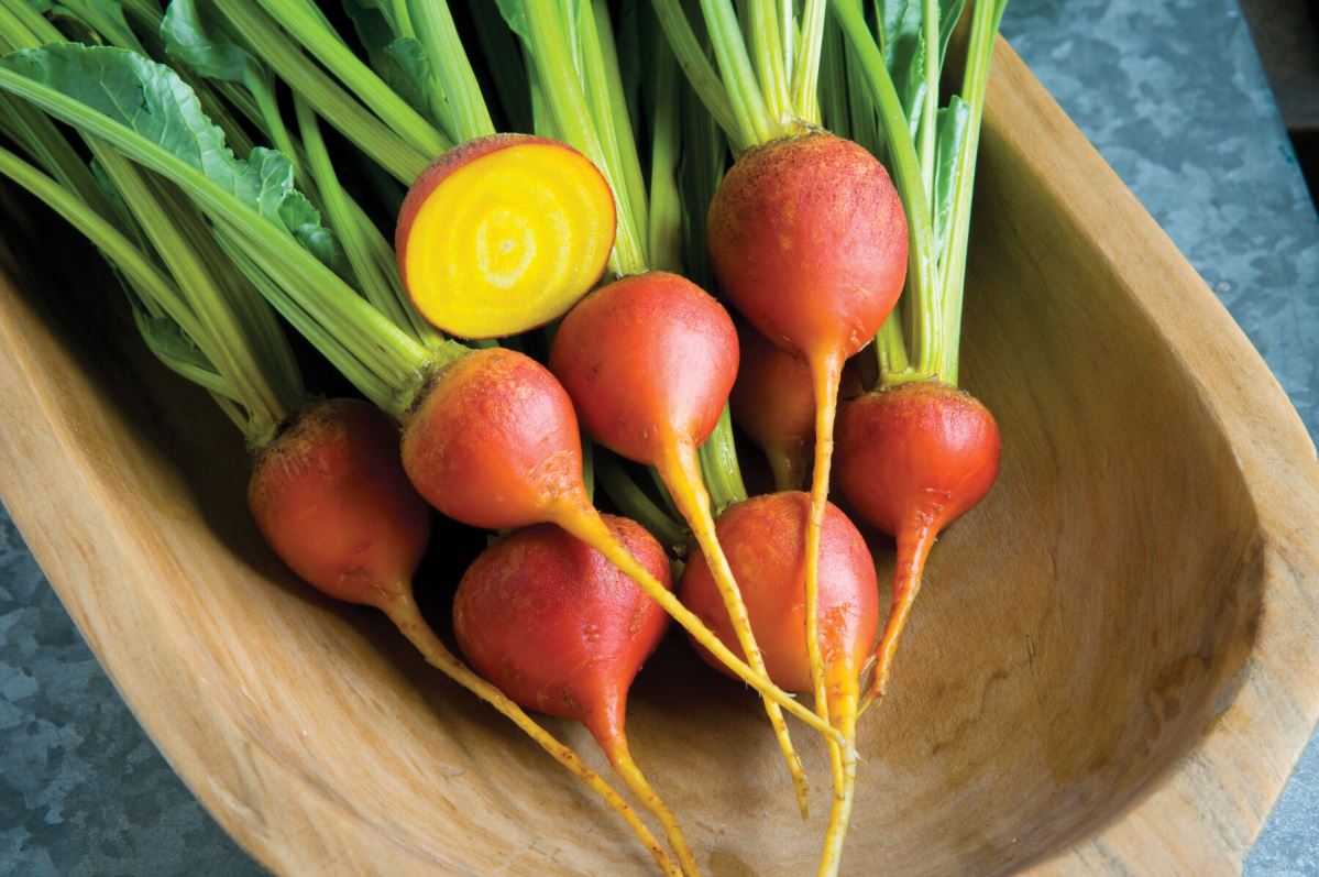 Touchstone Gold – Organic Golden Beet Seeds