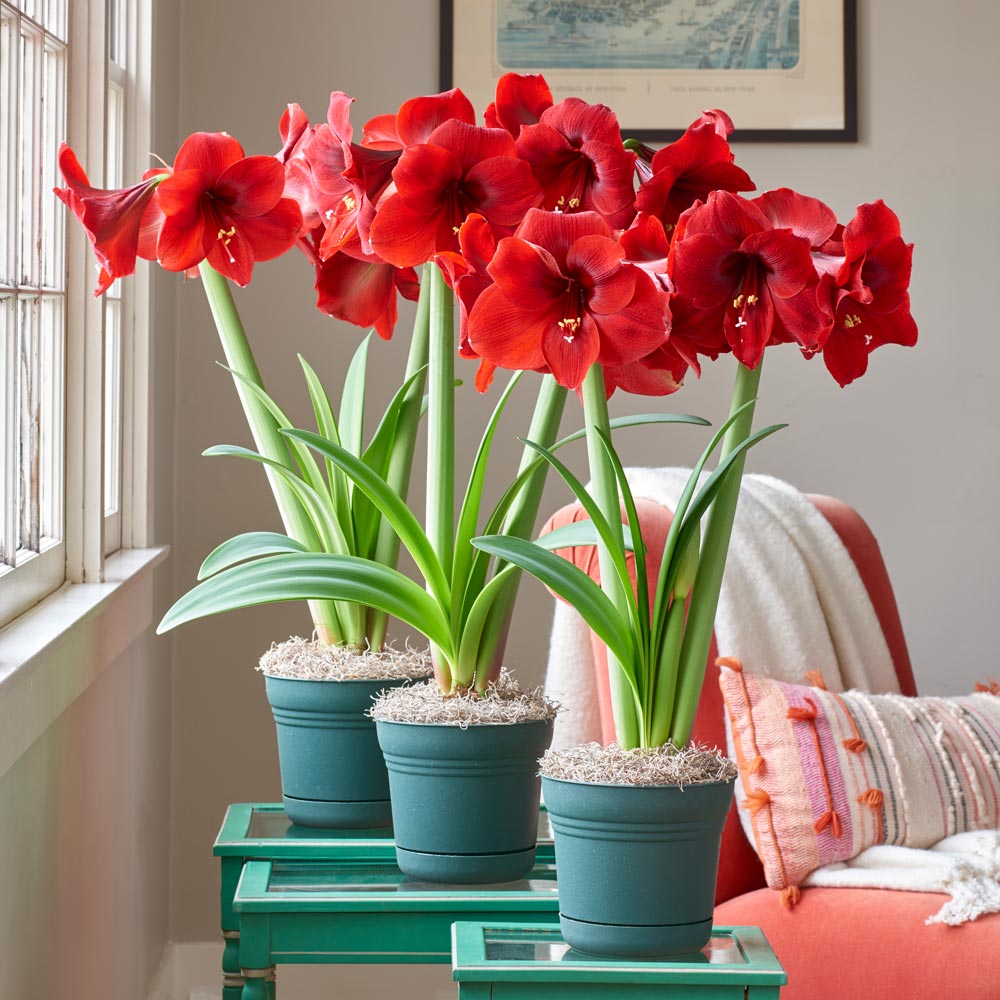 Waxed Amaryllis  Seeds