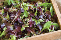 Wildfire Lettuce Mix – Lettuce Seeds